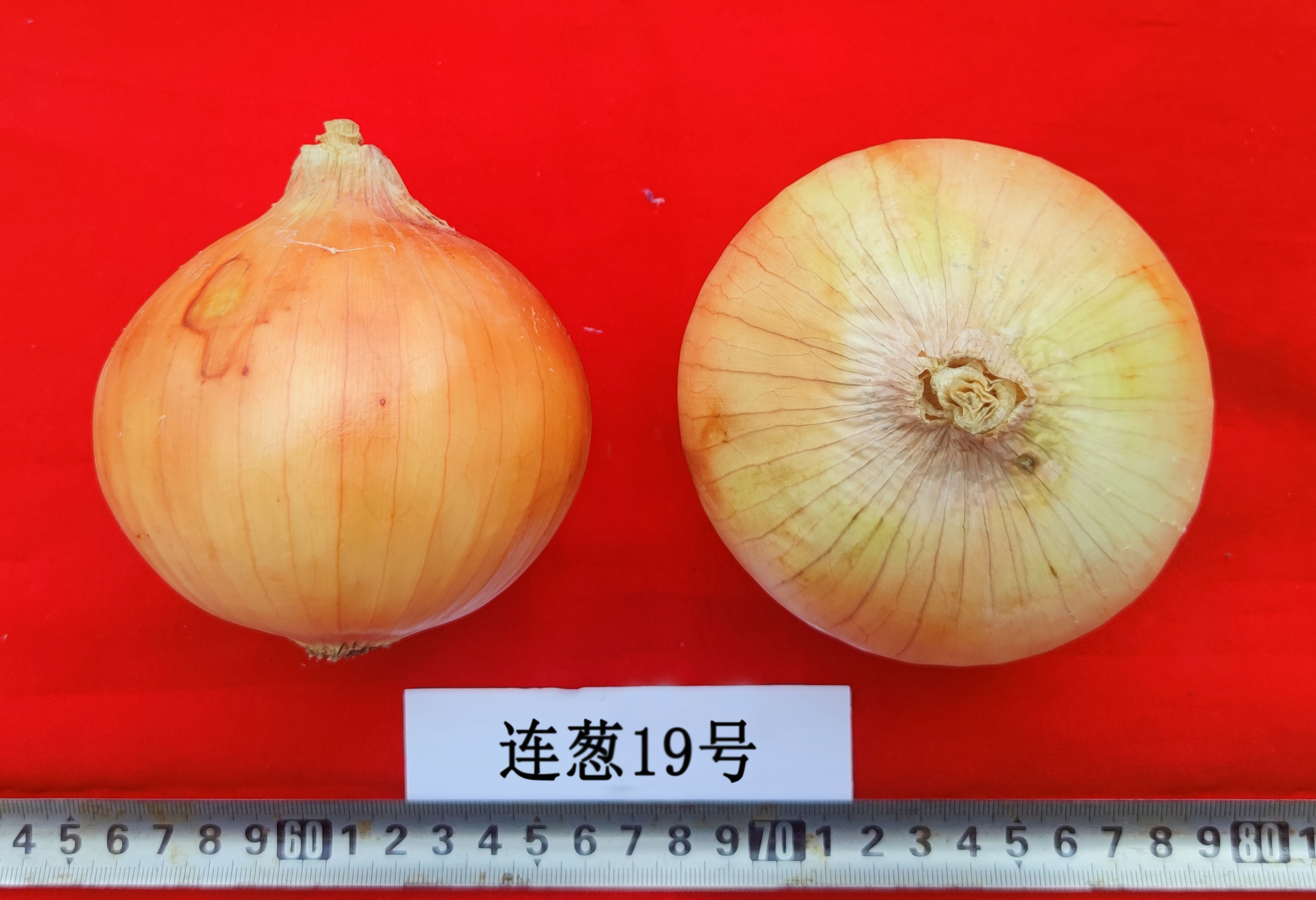杨海峰-洋葱 (2).jpg
